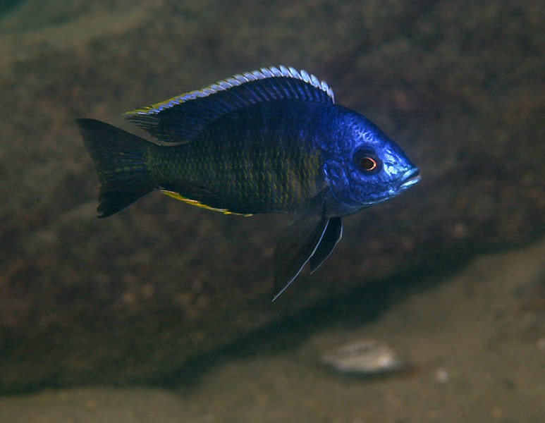 Copadichromis sp. 'lupingu blue' Lupingu